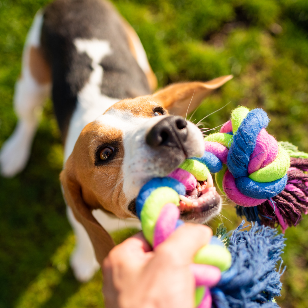 dog tug play