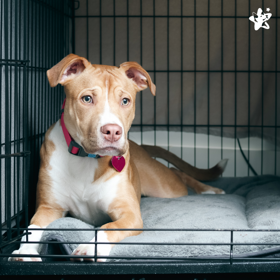 dog boarding in kennel crate