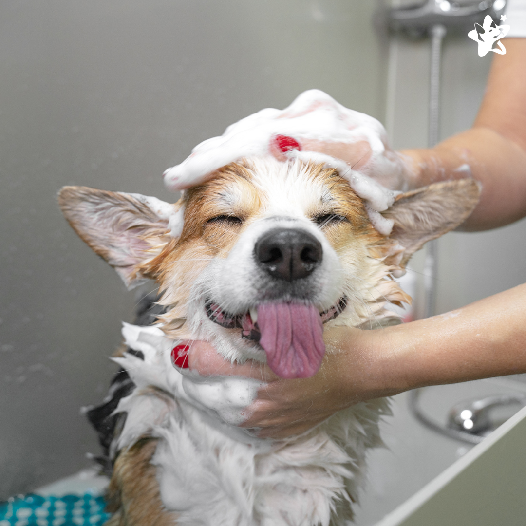 dog bath