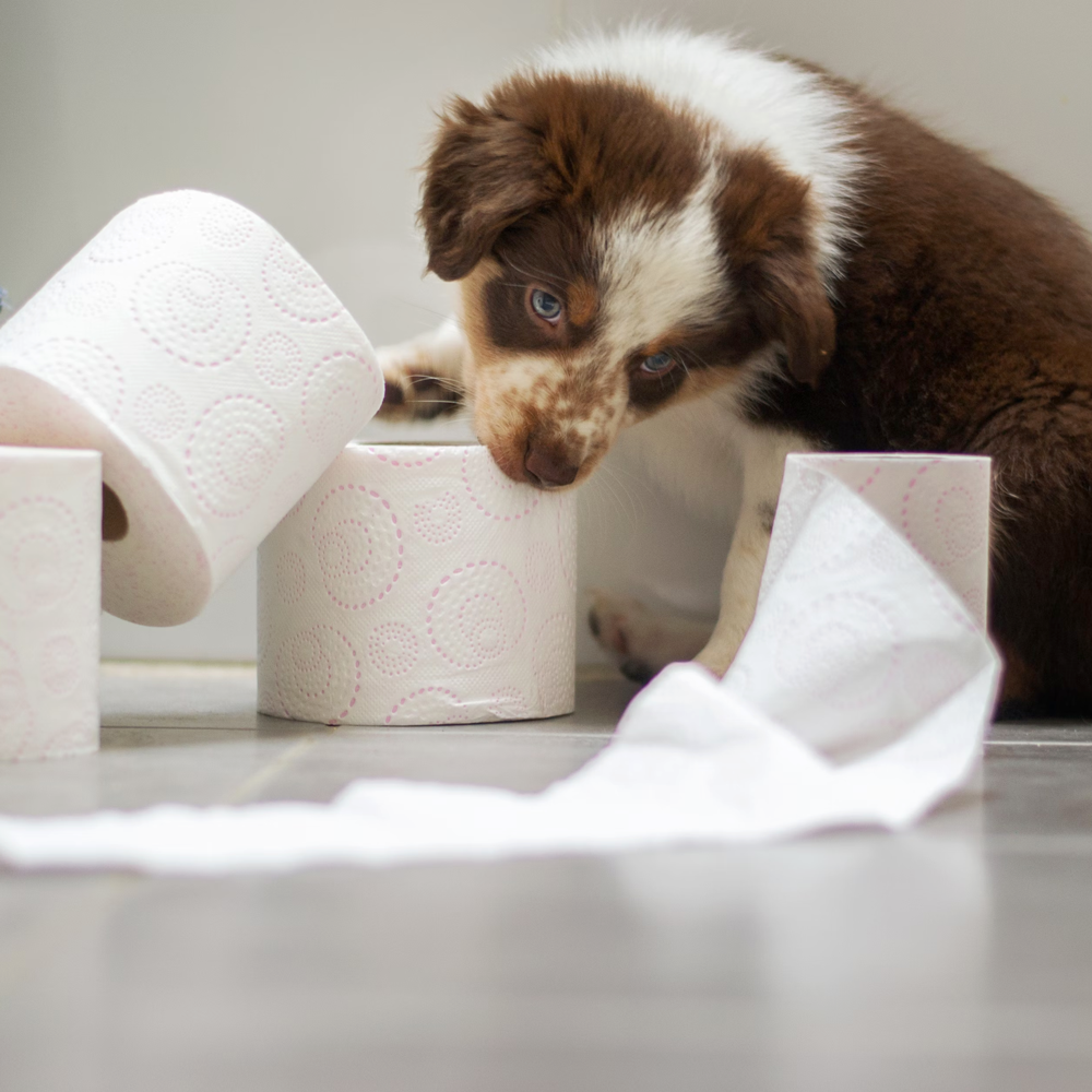 puppy toilet paper rolls